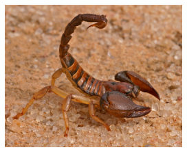 Malibu scorpion